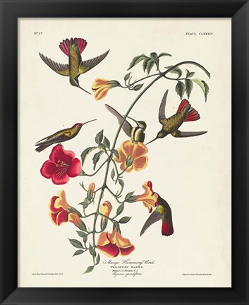 Framed Pl 184 Mango Hummingbird Print