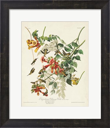 Framed Pl 47 Ruby-throated Hummingbird Print