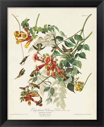 Framed Pl 47 Ruby-throated Hummingbird Print