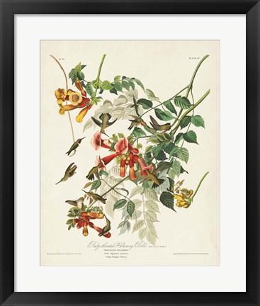 Framed Pl 47 Ruby-throated Hummingbird Print