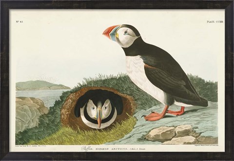 Framed Pl 213 Puffin Print