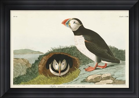 Framed Pl 213 Puffin Print