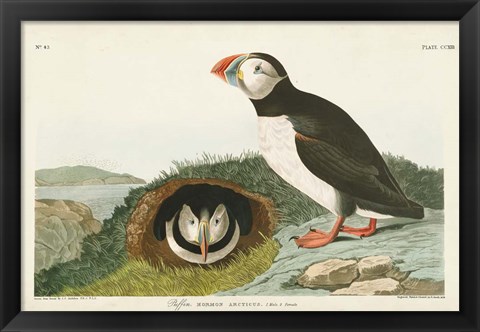 Framed Pl 213 Puffin Print