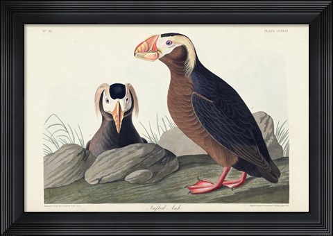Framed Pl 249 Tufted Auk Print