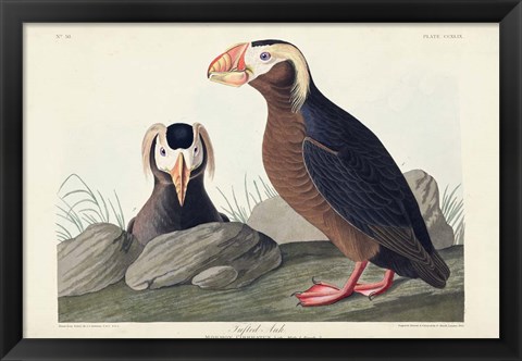 Framed Pl 249 Tufted Auk Print