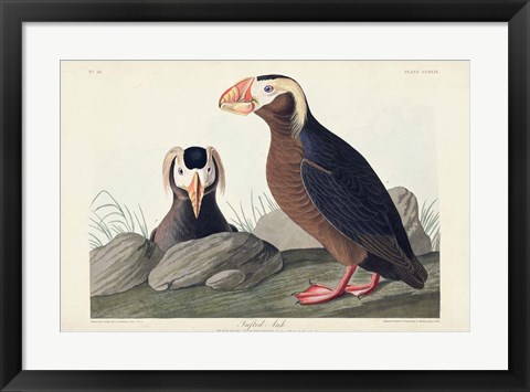 Framed Pl 249 Tufted Auk Print