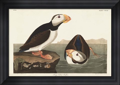 Framed Pl 293 Large-billed Puffin Print