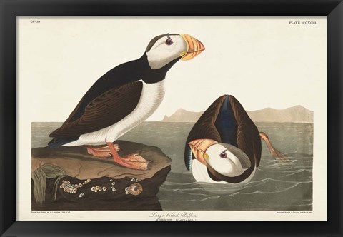 Framed Pl 293 Large-billed Puffin Print