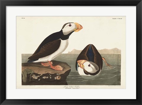 Framed Pl 293 Large-billed Puffin Print