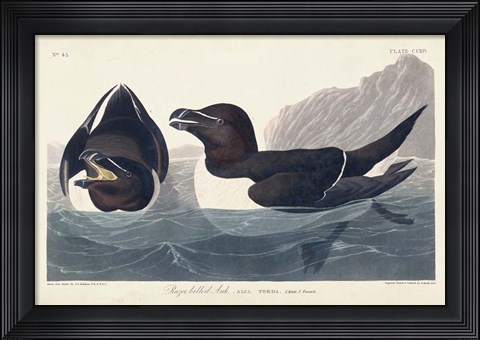 Framed Pl 214 Razor-billed Auk Print