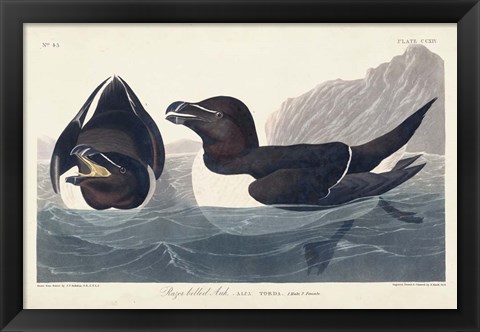 Framed Pl 214 Razor-billed Auk Print