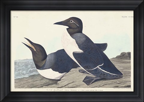 Framed Pl 218 Foolish Guillemot Print