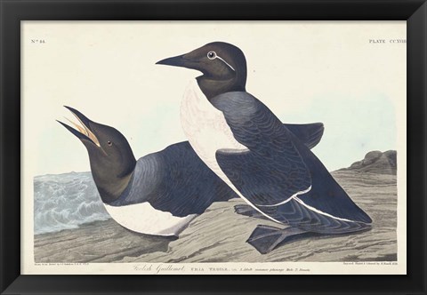 Framed Pl 218 Foolish Guillemot Print