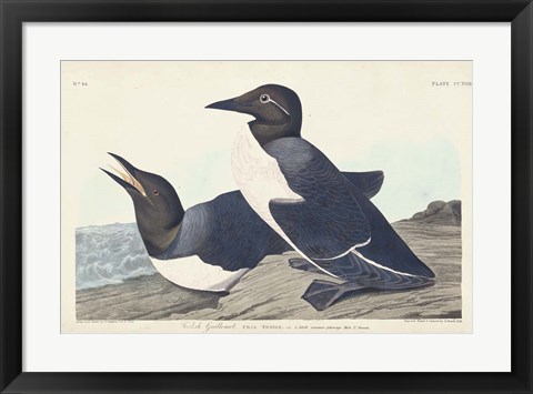 Framed Pl 218 Foolish Guillemot Print