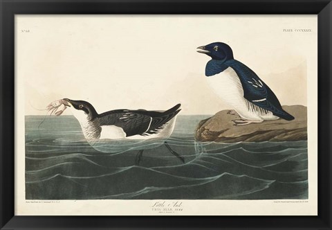 Framed Pl 339 Little Auk Print