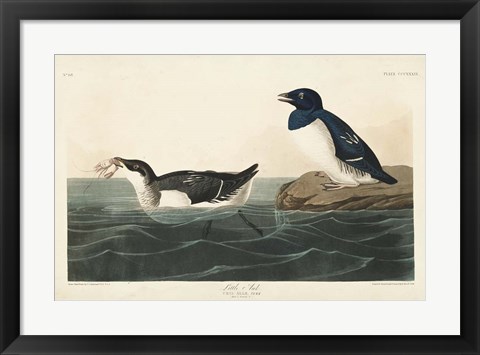 Framed Pl 339 Little Auk Print