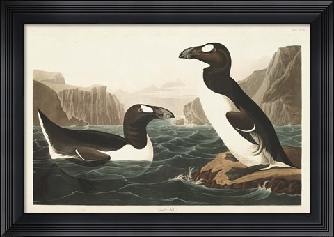 Framed Pl 341 Great Auk Print