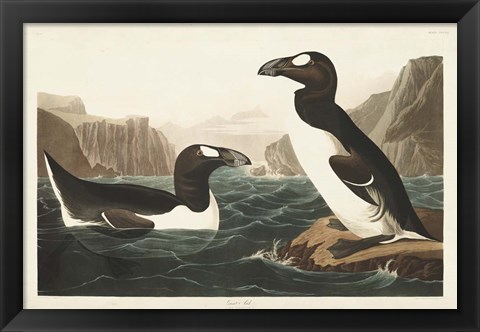 Framed Pl 341 Great Auk Print