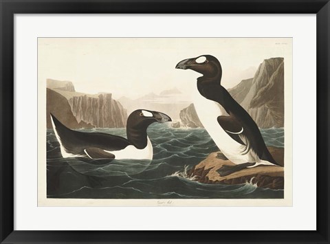 Framed Pl 341 Great Auk Print