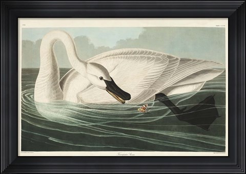 Framed Pl 406 Trumpeter Swan Print