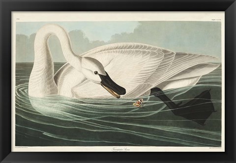 Framed Pl 406 Trumpeter Swan Print