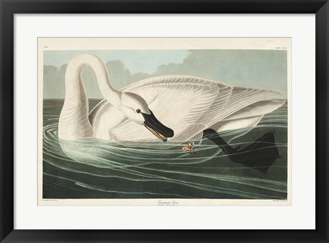 Framed Pl 406 Trumpeter Swan Print