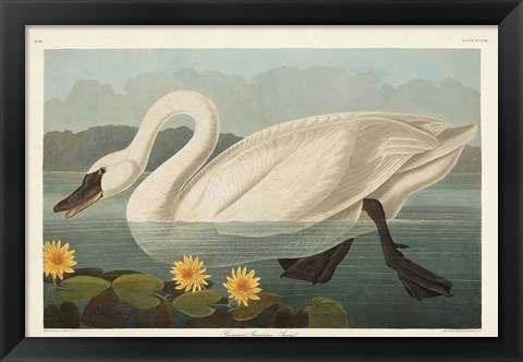 Framed Pl 411 Common American Swan Print