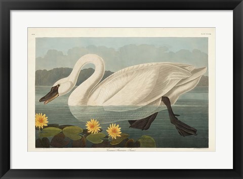 Framed Pl 411 Common American Swan Print