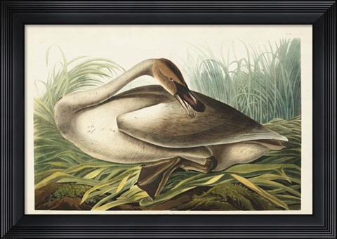 Framed Pl 376 Trumpeter Swan Print