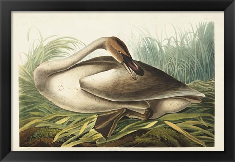 Framed Pl 376 Trumpeter Swan Print