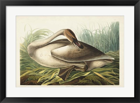 Framed Pl 376 Trumpeter Swan Print