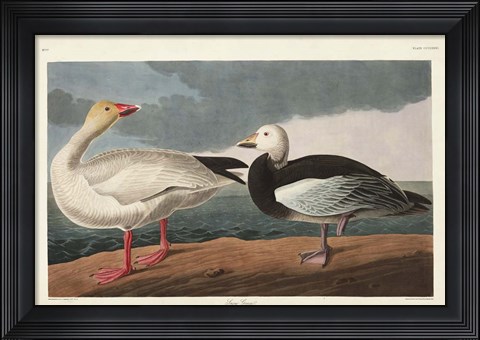 Framed Pl 381 Snow Goose Print