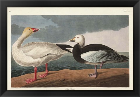 Framed Pl 381 Snow Goose Print