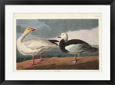 Framed Pl 381 Snow Goose Print