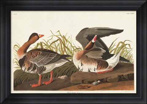 Framed Pl 286 White-fronted Goose Print