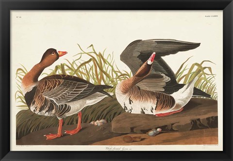 Framed Pl 286 White-fronted Goose Print