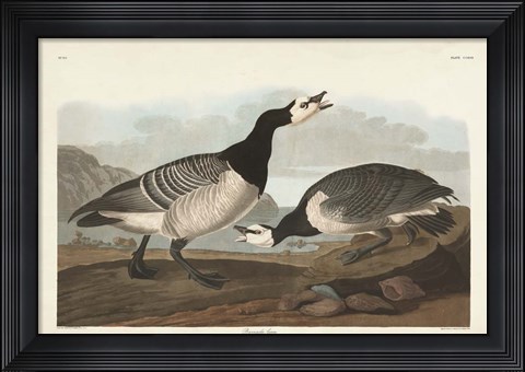 Framed Pl 296 Barnacle Goose Print