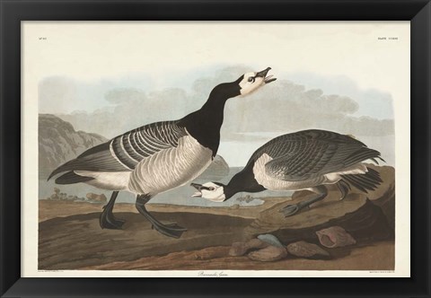 Framed Pl 296 Barnacle Goose Print