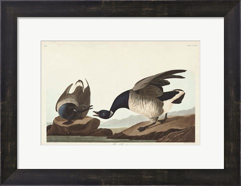 Framed Pl 391 Brant Goose Print