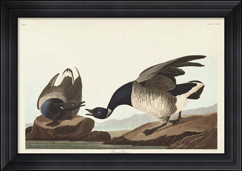 Framed Pl 391 Brant Goose Print