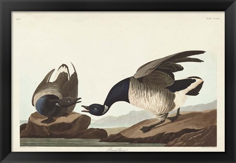 Framed Pl 391 Brant Goose Print