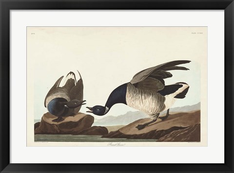 Framed Pl 391 Brant Goose Print