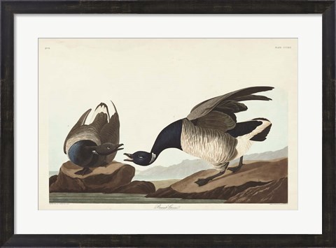 Framed Pl 391 Brant Goose Print