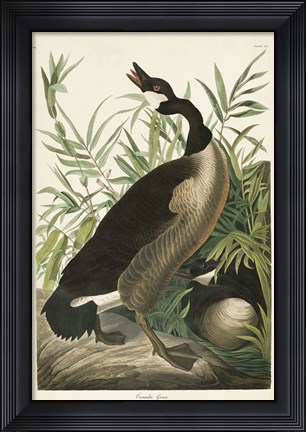 Framed Pl 201 Canada Goose Print