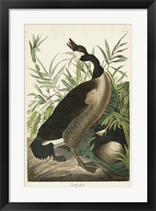 Framed Pl 201 Canada Goose Print