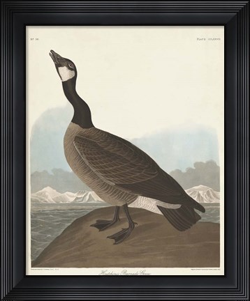 Framed Pl 277 Hutchinss Barnacle Goose Print
