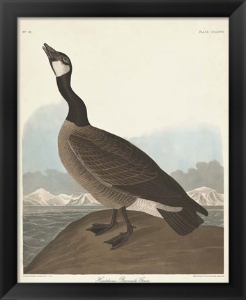 Framed Pl 277 Hutchinss Barnacle Goose Print