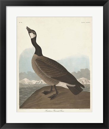 Framed Pl 277 Hutchinss Barnacle Goose Print