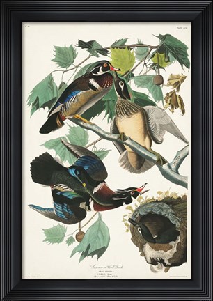 Framed Pl 206 Wood Duck Print