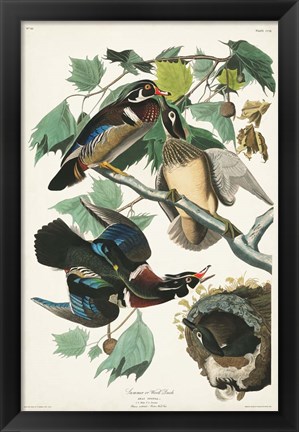 Framed Pl 206 Wood Duck Print